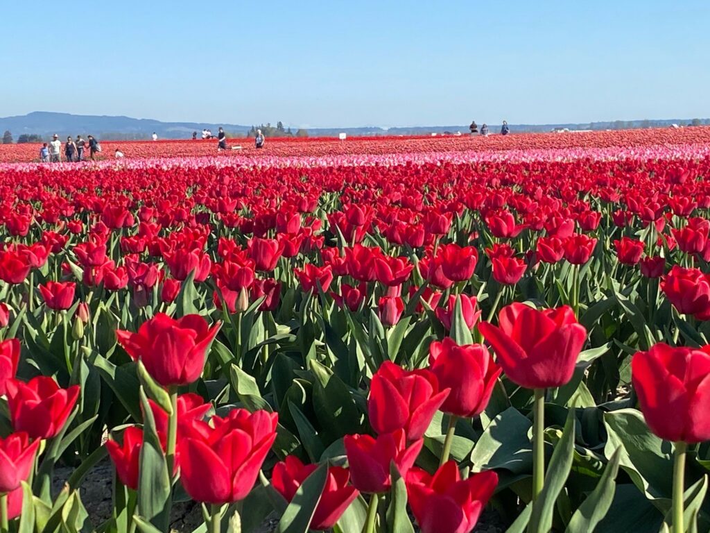 red and pink tulips in tulip fields of washington